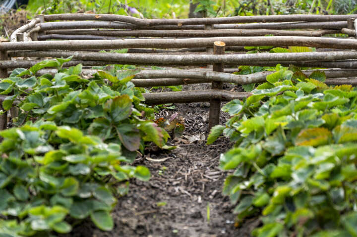 dobar Beeteinfassungen aus Haselnuss